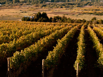 Patagonian Wines SA 