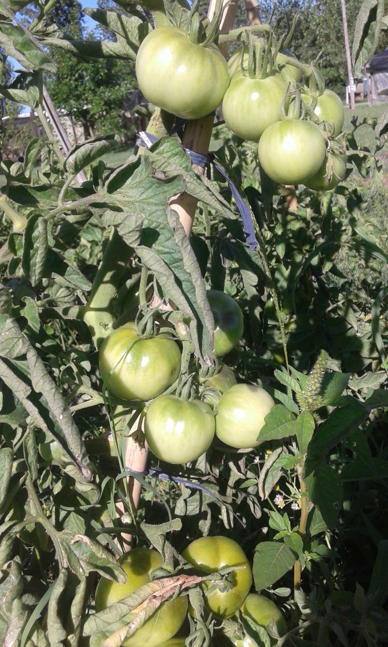 planta tomate