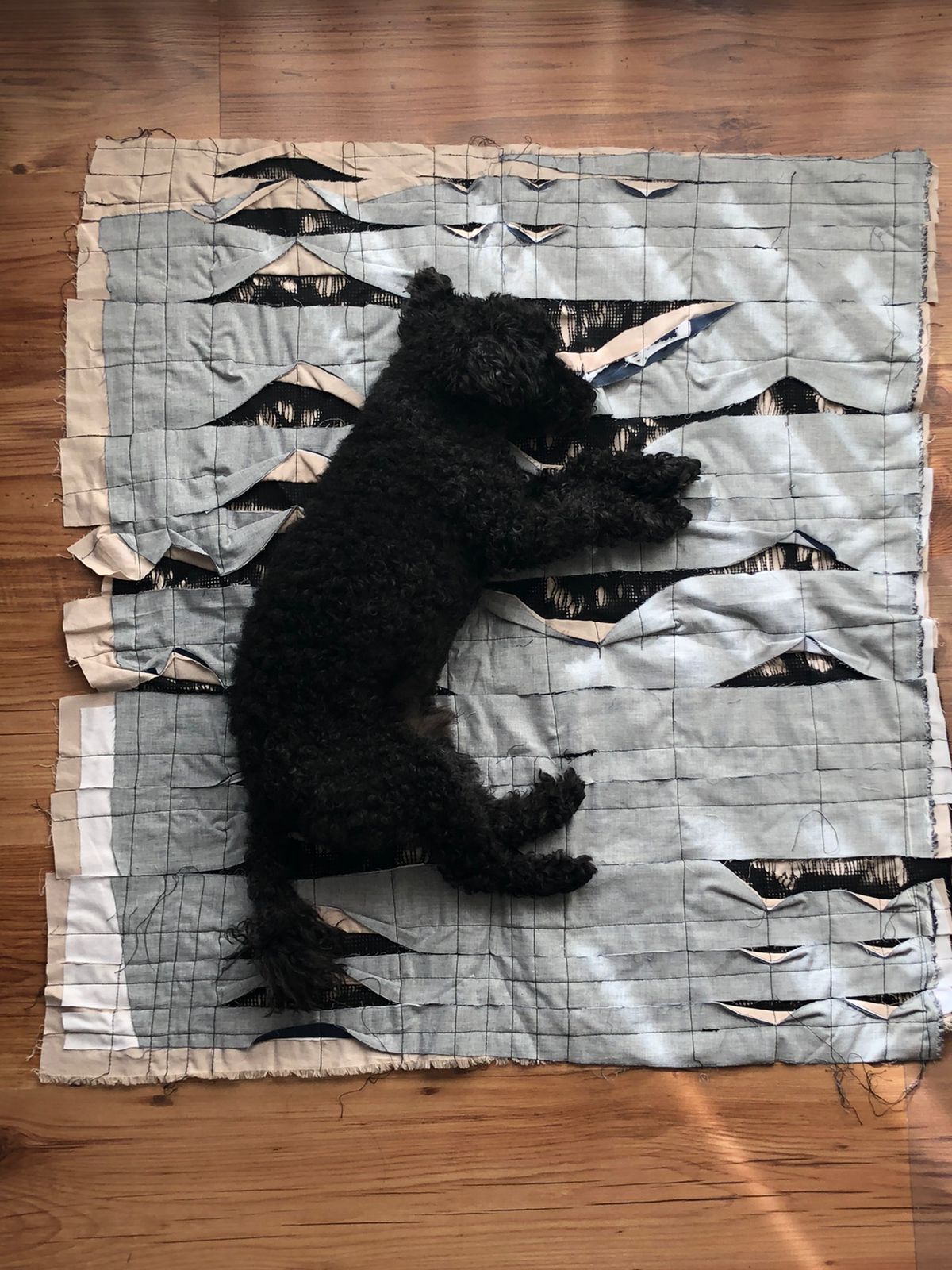 Foto de Jano, perro de Chiara Rosano