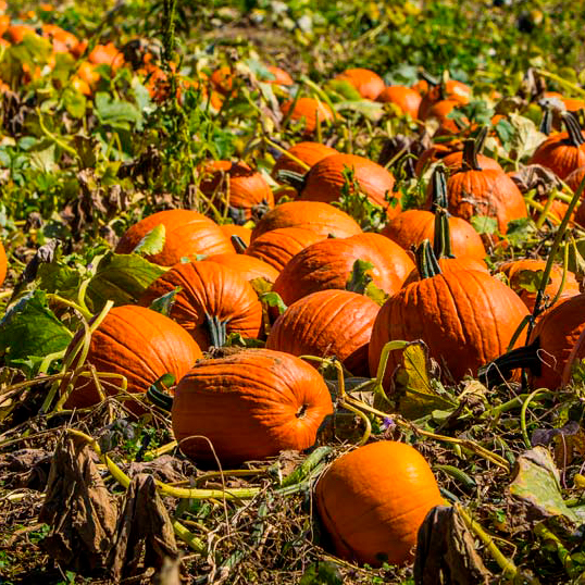 calabaza