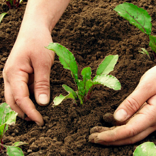 tecnico en agroecologia