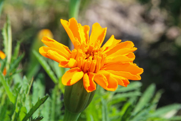 calendula