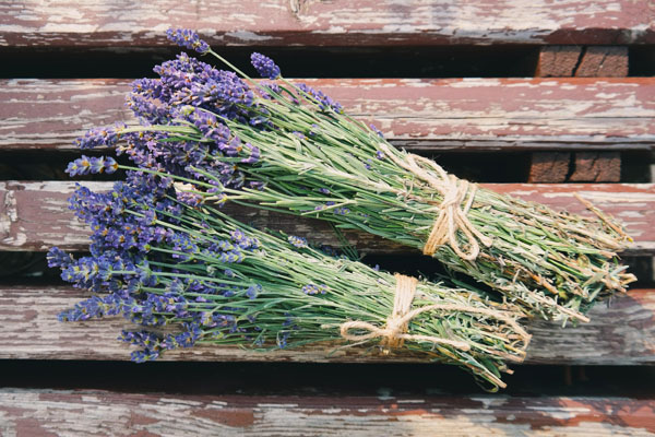 lavanda