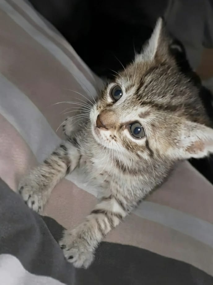 Mi gatita de bebé
