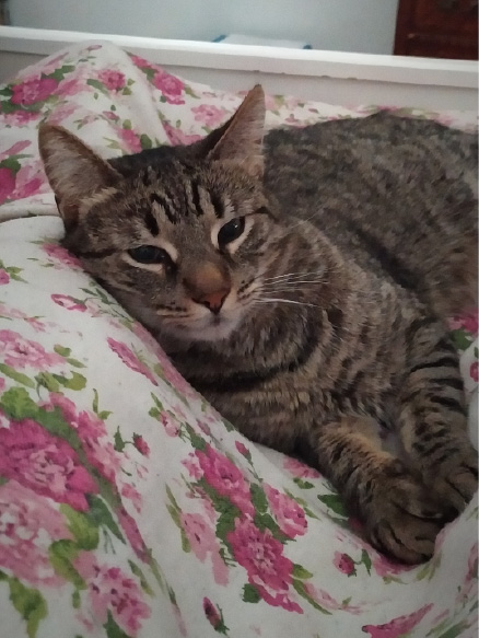 gato descansando sobre una cama
