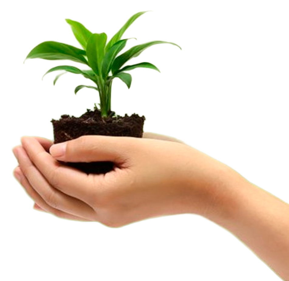 planta en manos