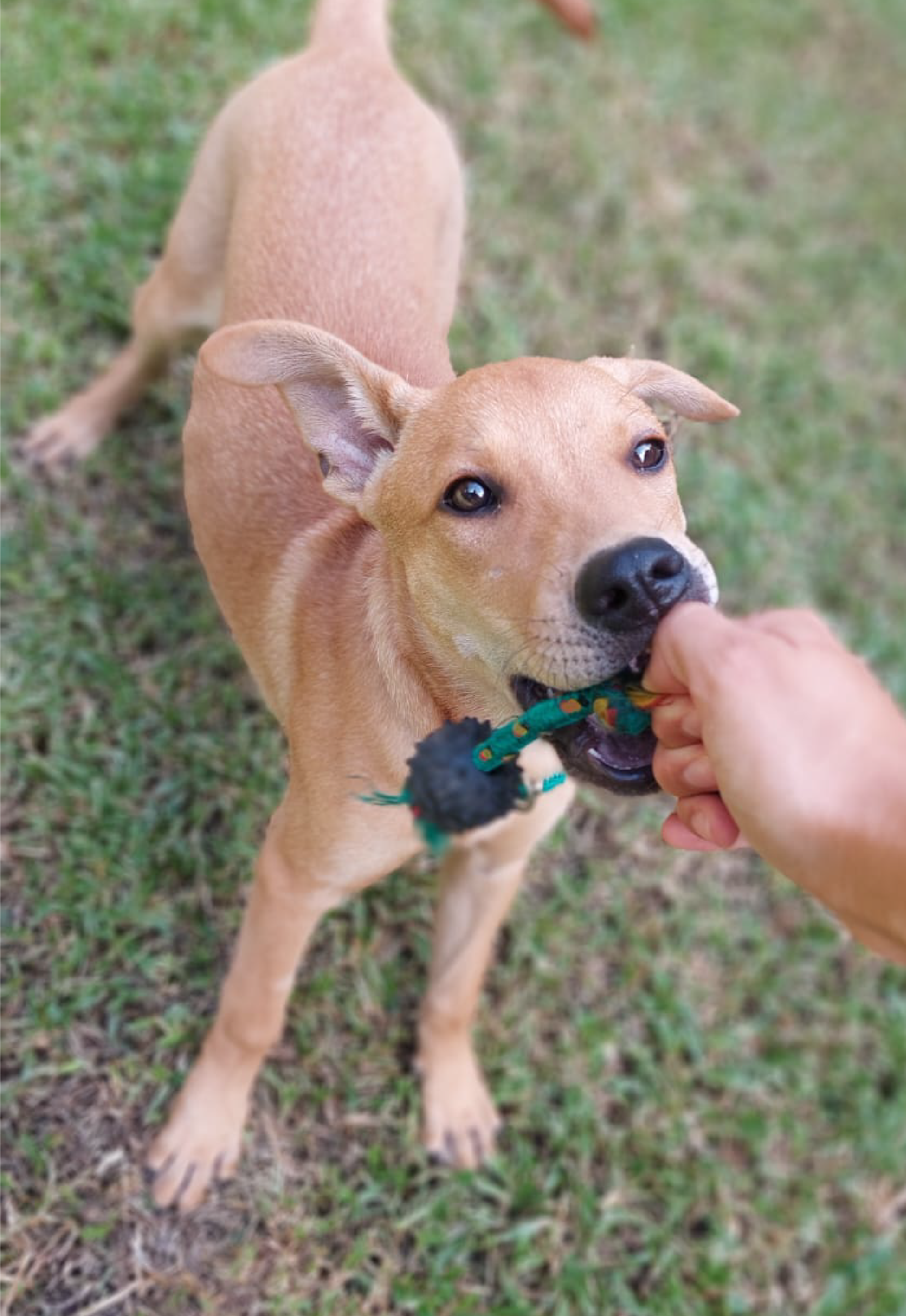 Una foto de mi perra NALA