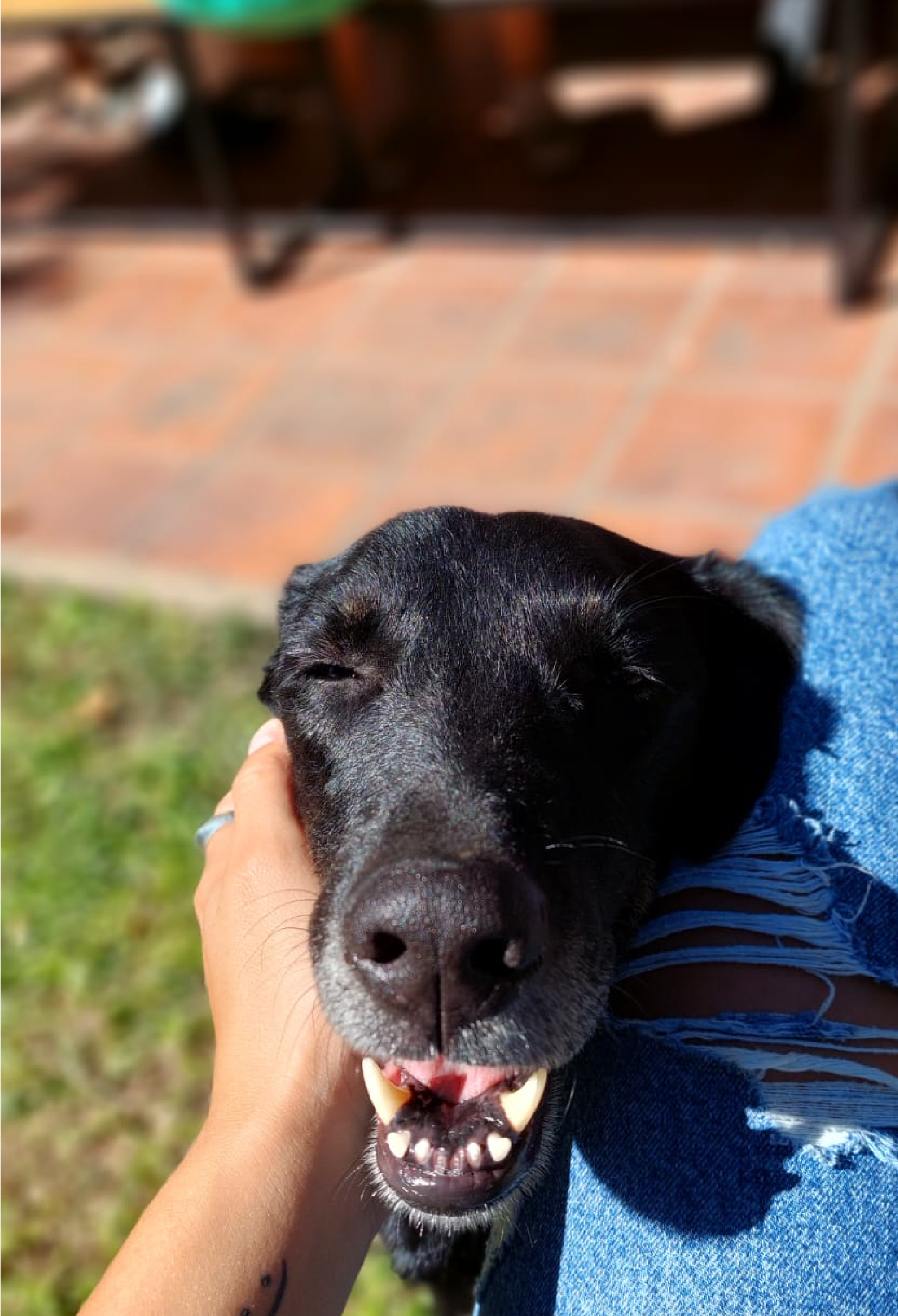 Una foto de mi perra SIMONA