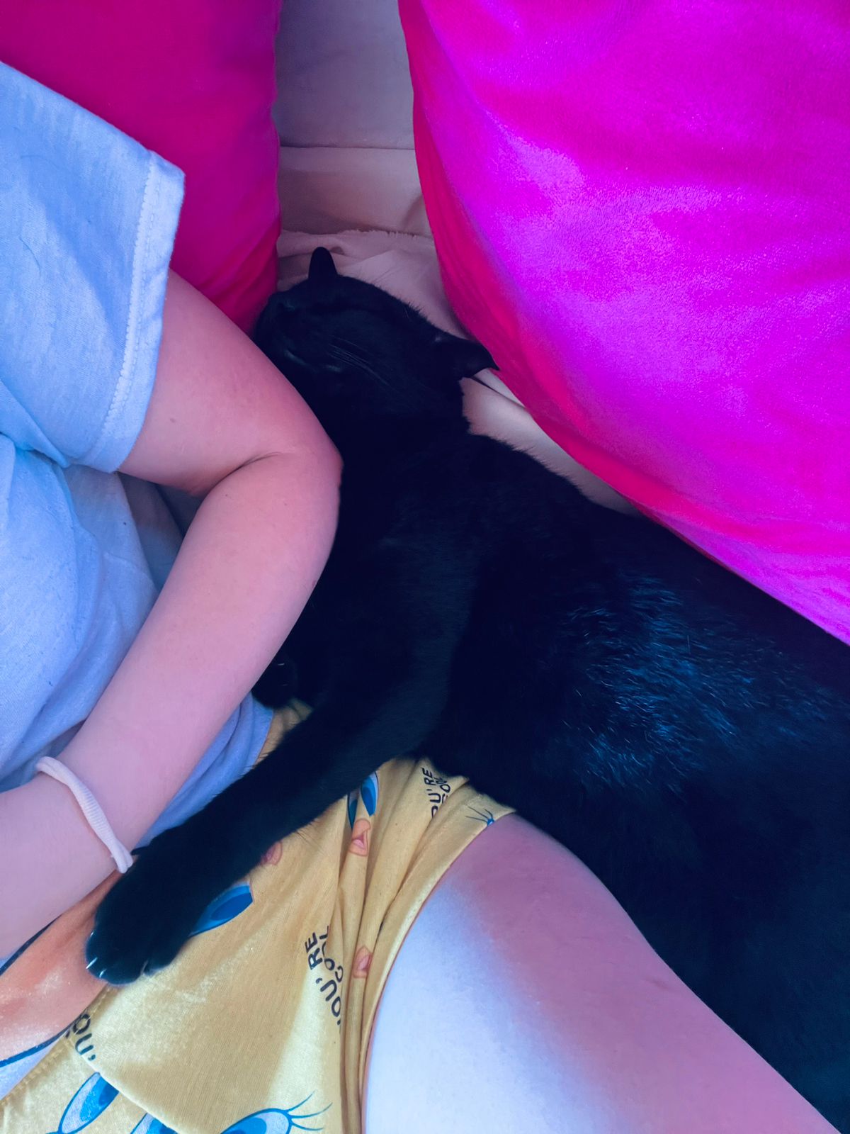 Gato negro de Ivana
