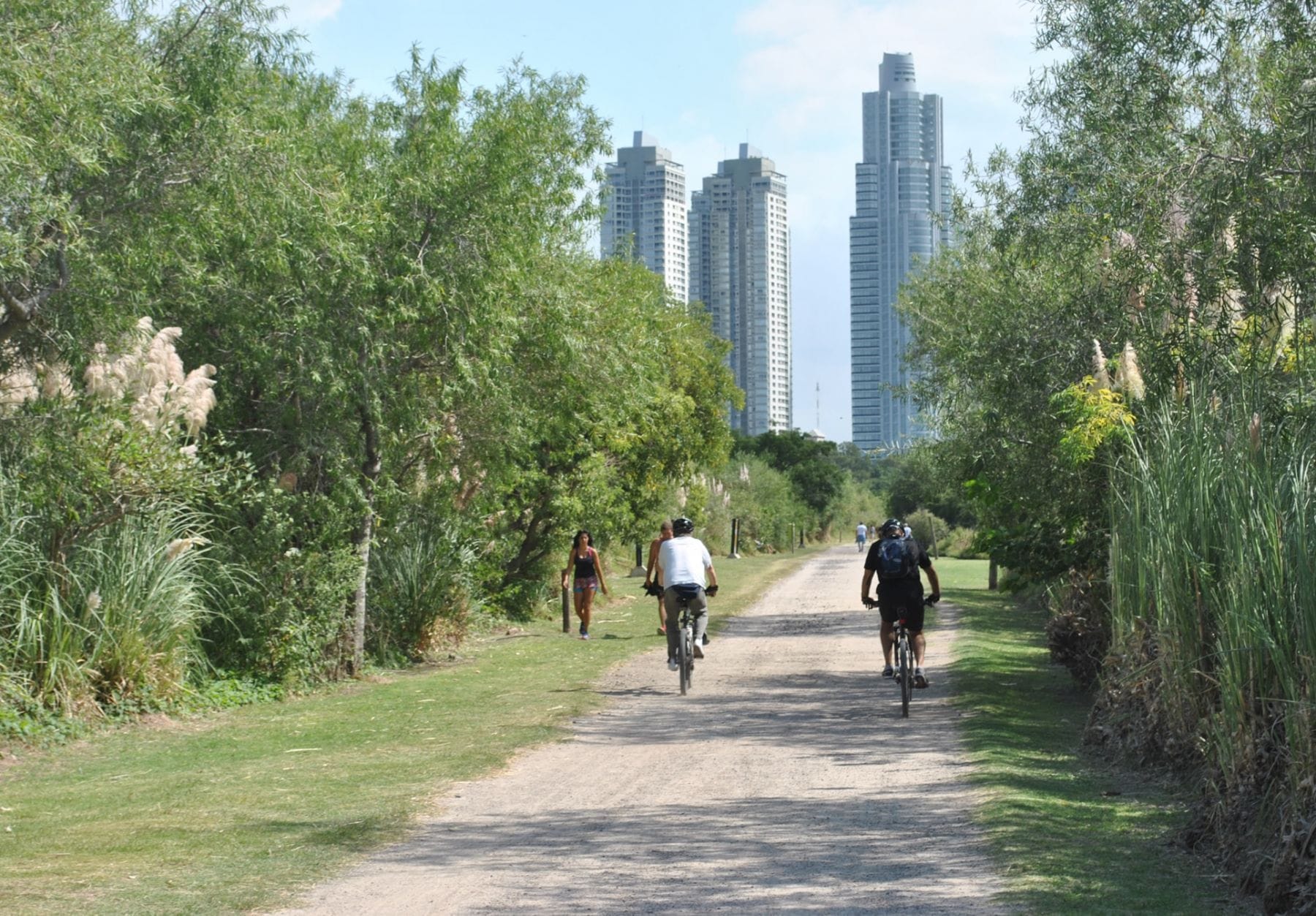 Sendero entre árboles
