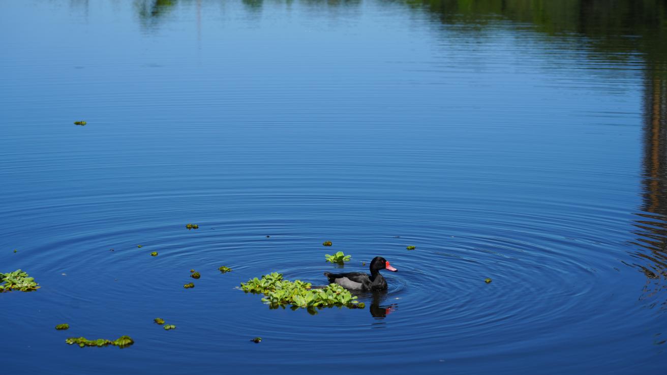 Conservación y Restauración Ambiental