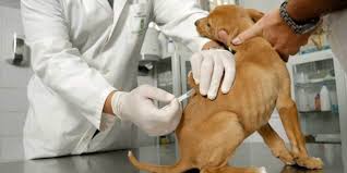 Servicio Veterinario